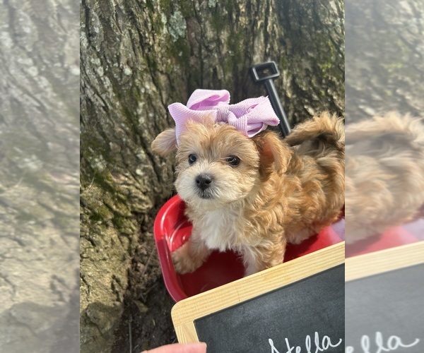 Medium Photo #8 Yo-Chon Puppy For Sale in WEST UNION, OH, USA