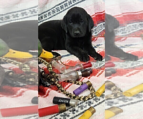 Medium Photo #48 Labrador Retriever Puppy For Sale in MERIDEN, KS, USA