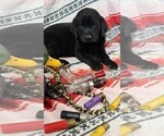 Small Photo #48 Labrador Retriever Puppy For Sale in MERIDEN, KS, USA