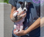 Small #1 Jack-Rat Terrier