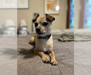 Chihuahua Dogs for adoption in St. Louis Park, MN, USA