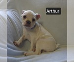 Puppy Arthur Boston Terrier