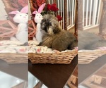 Small Photo #7 Shih Tzu Puppy For Sale in BRIDGETON, NJ, USA