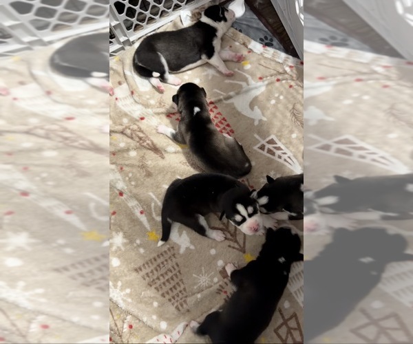 Medium Photo #1 Siberian Husky Puppy For Sale in PAWTUCKET, RI, USA