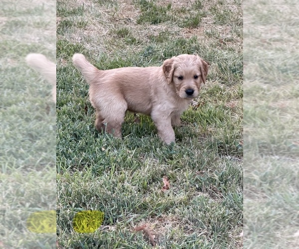 Medium Photo #5 Golden Retriever Puppy For Sale in DENISON, TX, USA