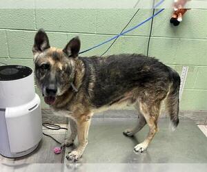 German Shepherd Dog-Unknown Mix Dogs for adoption in Grand Prairie, TX, USA