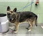 GEEPEE - Male German Shepherd Dog-Unknown Mix Dog for Adoption - Small photo