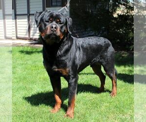 Father of the Rottweiler puppies born on 07/01/2021