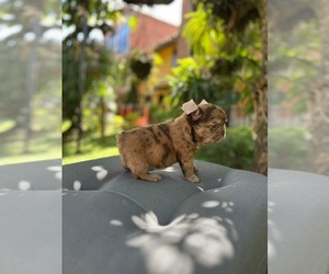 French Bulldog Puppy for sale in SAN DIEGO, CA, USA