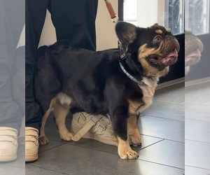 Father of the French Bulldog puppies born on 07/26/2025