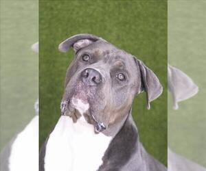 American Bulldog Dogs for adoption in Toronto, Ontario, Canada
