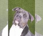 Small American Bulldog