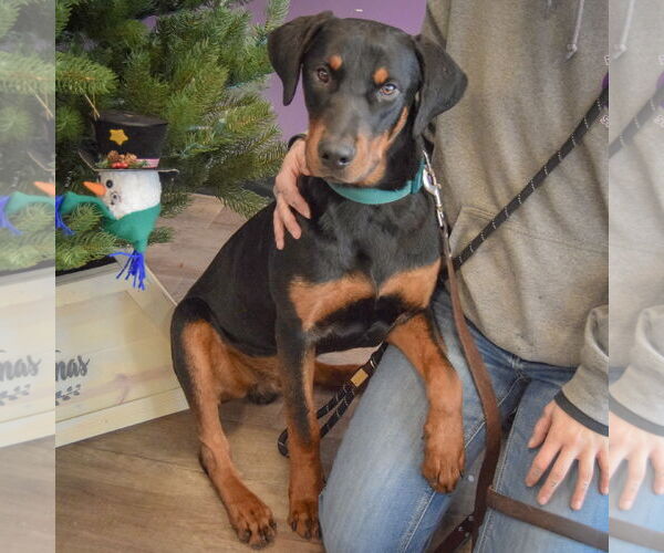 Medium Photo #2 Rotterman Puppy For Sale in Huntley, IL, USA