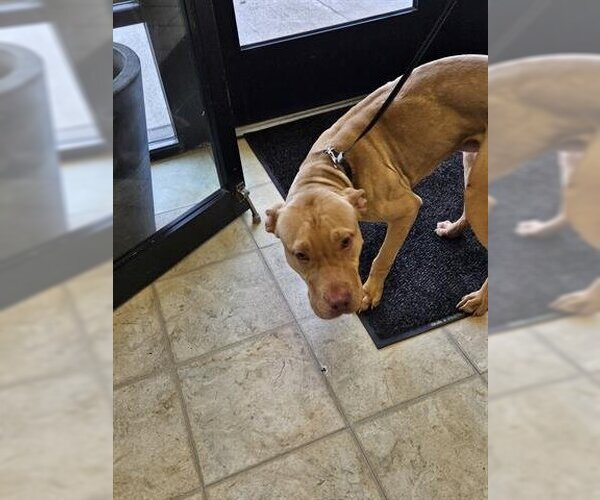 Medium Photo #1 American Pit Bull Terrier-Unknown Mix Puppy For Sale in Norfolk, VA, USA