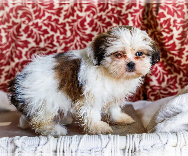 Medium Photo #2 Shih Tzu Puppy For Sale in WAKARUSA, IN, USA