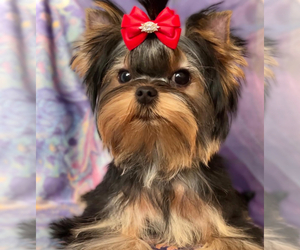Yorkshire Terrier Puppy for sale in ROANOKE, VA, USA