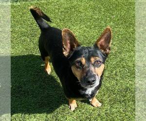 Chihuahua-Unknown Mix Dogs for adoption in La Verne, CA, USA