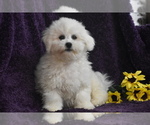 Small #1 Bichon Frise
