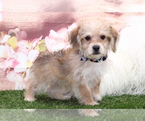 Morkie Puppy for sale in MARIETTA, GA, USA