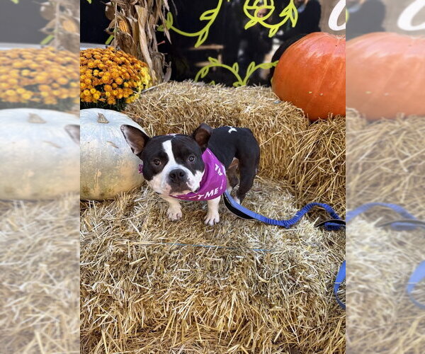 Medium Photo #2 Bulldog-Unknown Mix Puppy For Sale in Shermans Dale, PA, USA