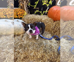 Meatball - Female Bulldog-Unknown Mix Dog for Adoption - Photo #2