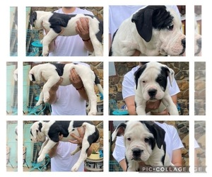 Alapaha Blue Blood Bulldog Puppy for sale in WILLIAMS, IN, USA