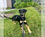 Small #4 German Shepherd Dog Mix