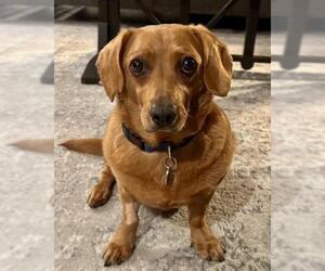 Dachshund Dogs for adoption in Los Angeles, CA, USA
