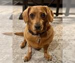 Small Dachshund