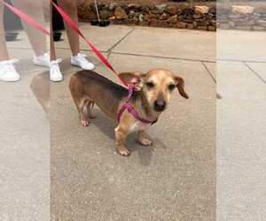 Dachshund-Unknown Mix Dogs for adoption in Greenville, SC, USA