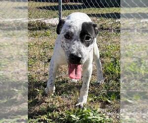 Mutt Dogs for adoption in Augusta, GA, USA