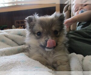 Pomeranian-Pomerat Mix Puppy for sale in THORP, WI, USA