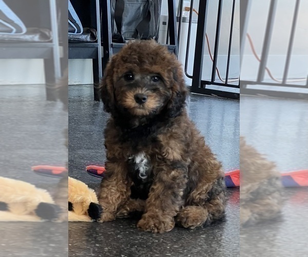 Medium Photo #1 Goldendoodle (Miniature) Puppy For Sale in WARSAW, IN, USA