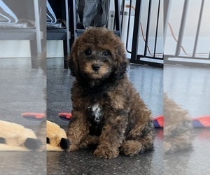 Medium Goldendoodle (Miniature)