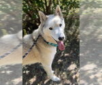 Small #1 Siberian Husky Mix