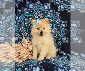 Pomeranian Puppy for sale in LINCOLN UNIVERSITY, PA, USA