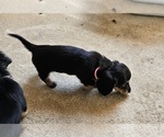 Small Photo #7 Dachshund Puppy For Sale in HARTFORD, MI, USA
