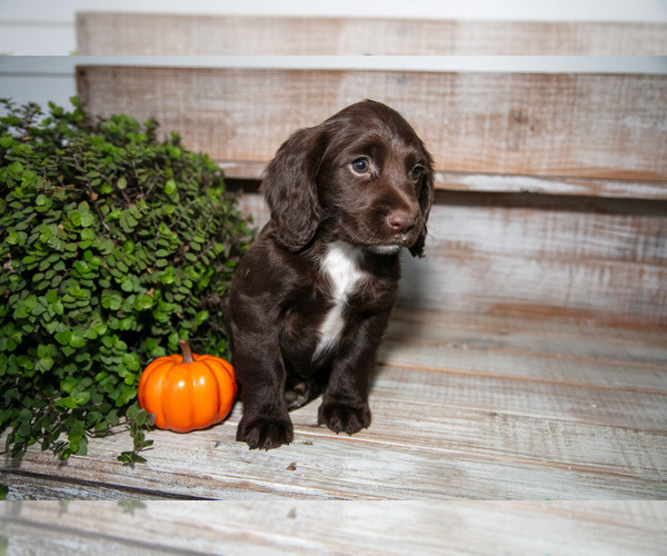 Medium Photo #6 Cocker Spaniel Puppy For Sale in SHREVE, OH, USA