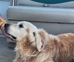 Small Photo #24 Goldendoodle Puppy For Sale in LOUISA, VA, USA