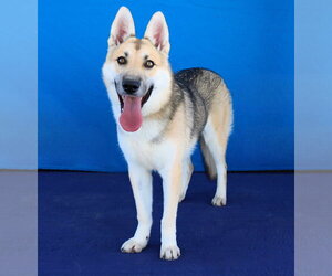NUGGET - Female German Shepherd Dog Dog for Adoption - Photo #2