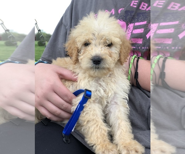 Medium Photo #3 Labradoodle Puppy For Sale in MURRAYVILLE, GA, USA