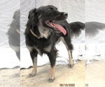 Small #4 Schipperke Mix