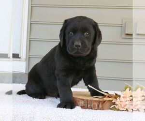Labrador Retriever Puppy for sale in NARVON, PA, USA