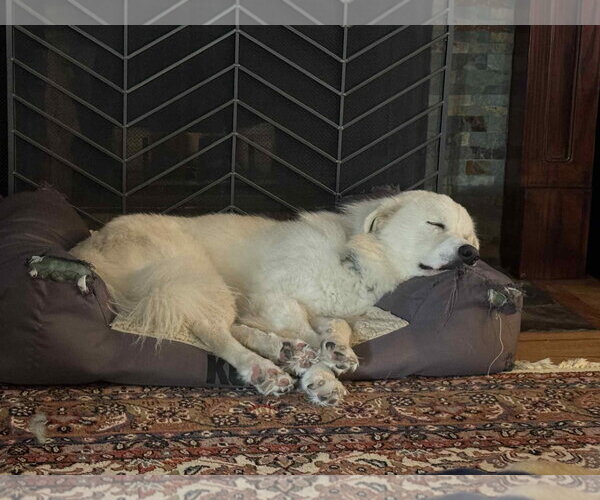 Medium Photo #50 Chow Chow-Great Pyrenees Mix Puppy For Sale in Houston, TX, USA