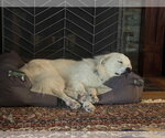 Small #49 Chow Chow-Great Pyrenees Mix