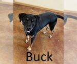 Small #4 Black Mouth Cur-Rottweiler Mix