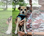 Small #3 Chiweenie