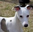 Small Photo #1 Whippet Puppy For Sale in BURTONSVILLE, MD, USA