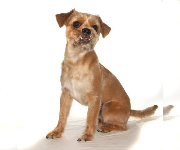 Medium Photo #3 Shih Tzu-Unknown Mix Puppy For Sale in Oakland Park, FL, USA