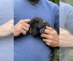 Puppy LIME GREEN Great Dane